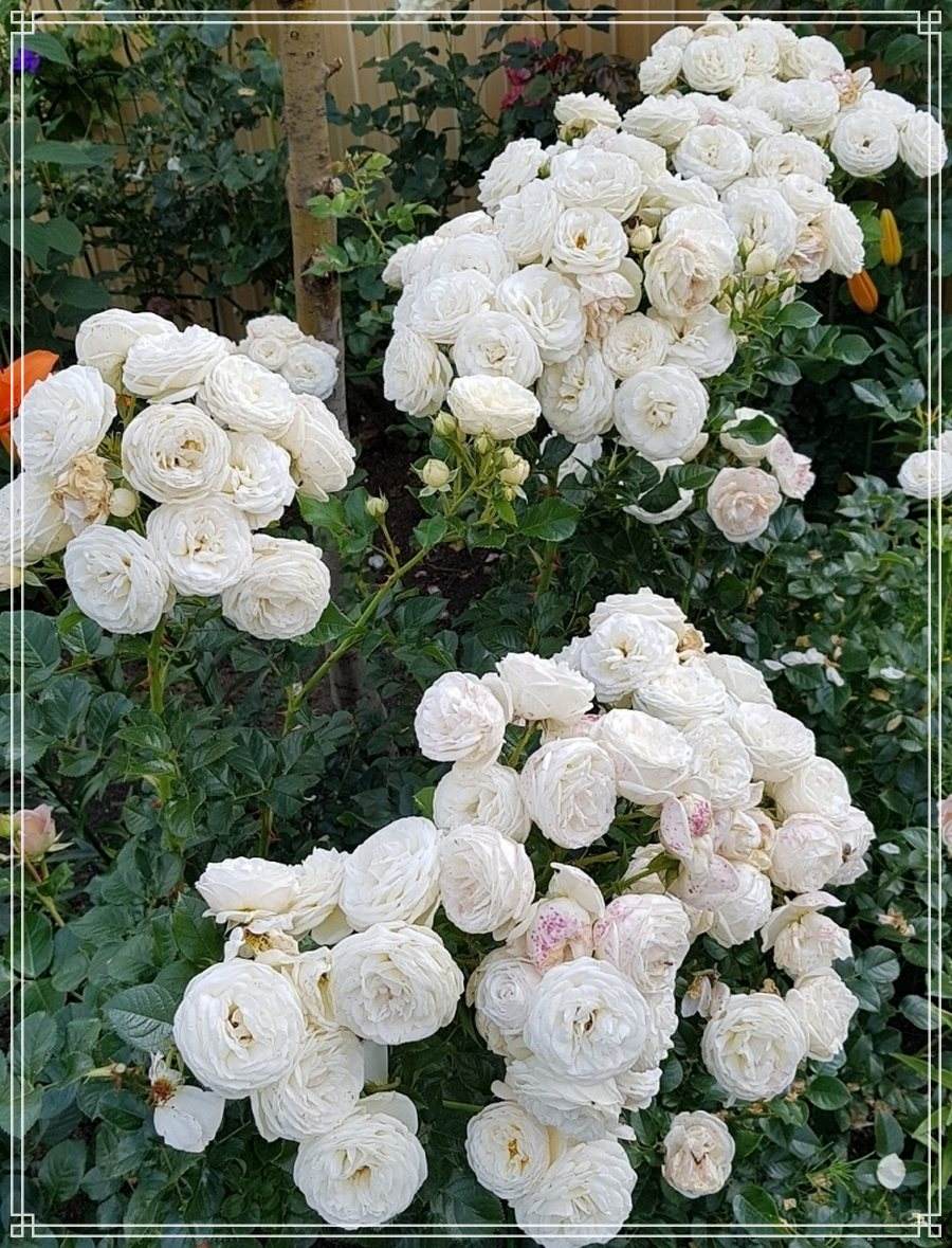 Artemis róże parkowe